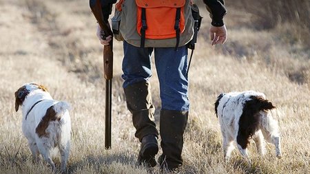 top-10-best-hunting-dogs