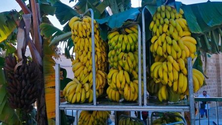 Giorti-bananas-1-780x450