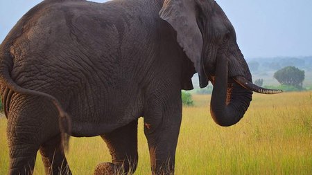 elefantas-upnos-1300-1440x750