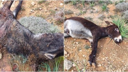 collage_T6yrKdr.width-750.width-750