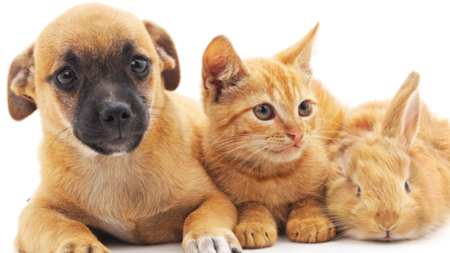 Ημέρα-Ζώων-AKEL