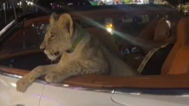 cats