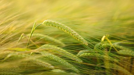 farming_agriculture_barley