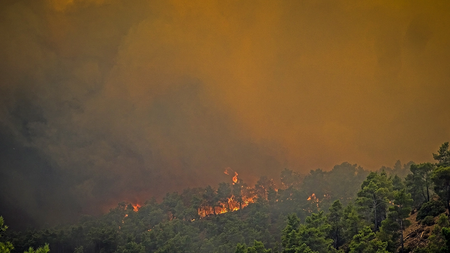 rodos_dasos_2307_arthro