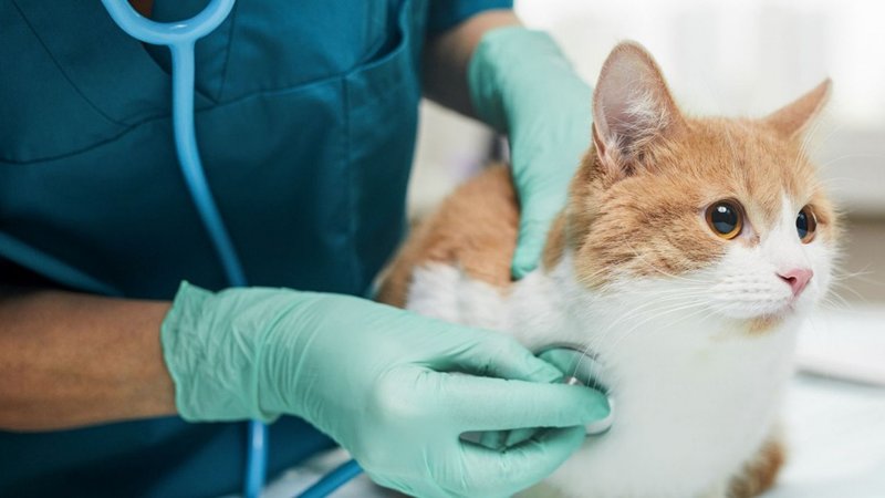 000animalhealth-0-2