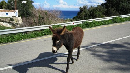 wild_donkeys_on_cyprus-1-scaled