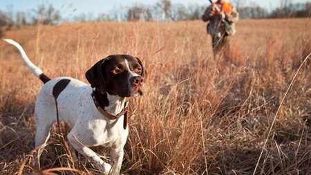 hunting_dog_skylos_kynigi660