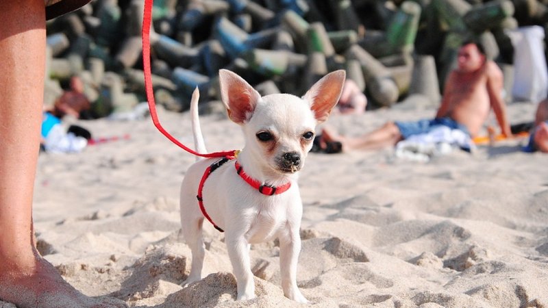 Chihuahua_dog