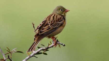 αμπελοπουλια