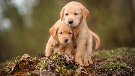 obzor-klichek-dlya-sobak-na-bukvu-t-3