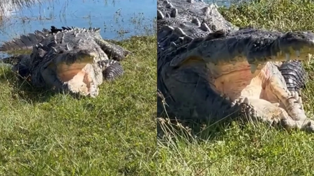 κροκοδειλος
