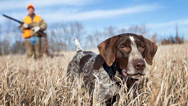 hunting-dog-training
