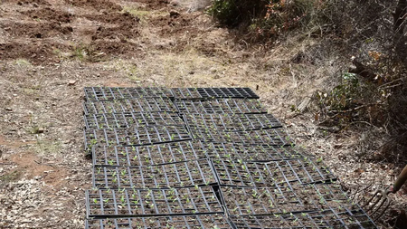 messinia-fyteia-eksw