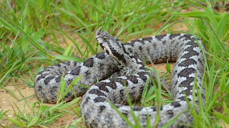 Kalaentzis_vipera_ammodytes