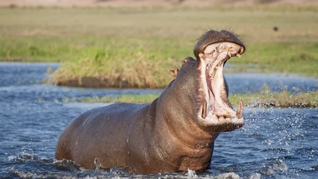 hippo