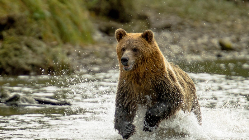 grizzly_bear
