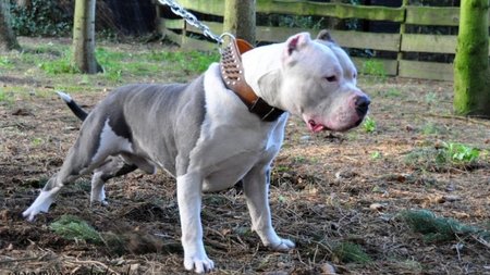 Pitbull-cobra-830x551