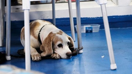 skiloi-gates-katastroma-8-7081