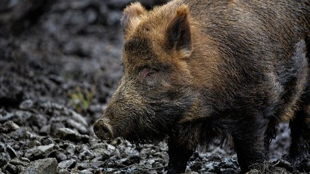 αγριοχοιρος