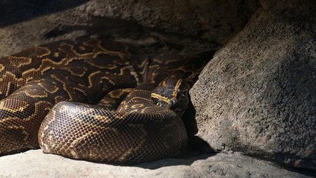 burmese-python-4645805_640