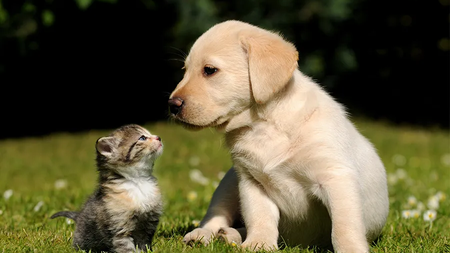 cute-kitten-and-puppy-outdoors-in-grass