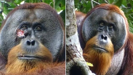 ουρακαταγκος