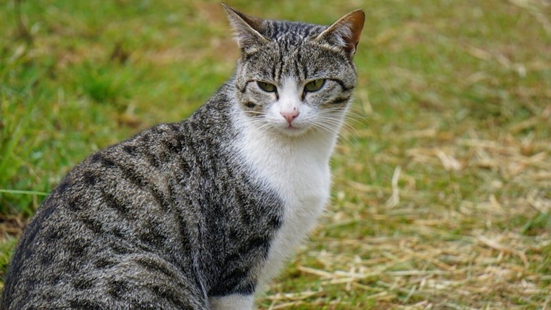 cats