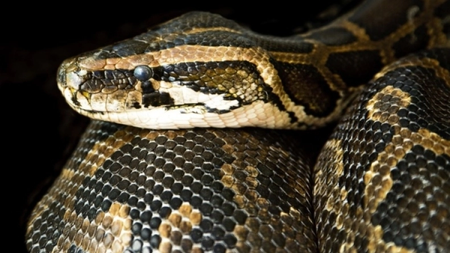 snake_2