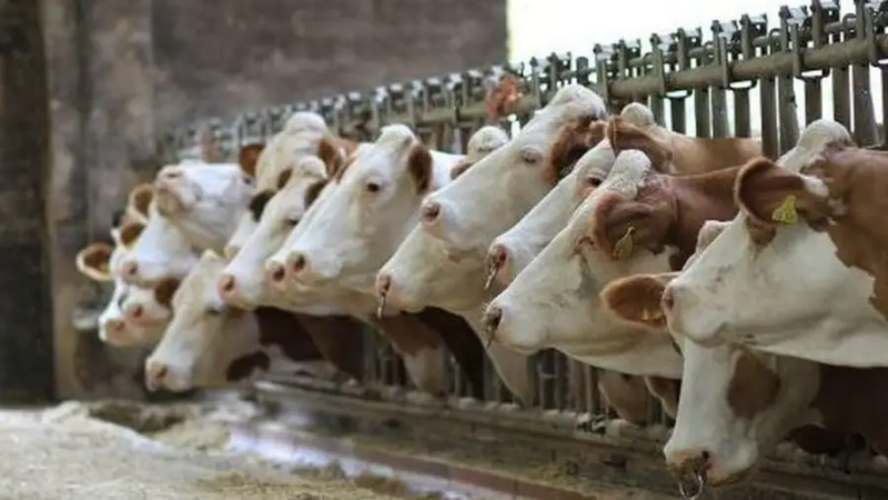 image_editor_output_image-1371997122-1724225422046