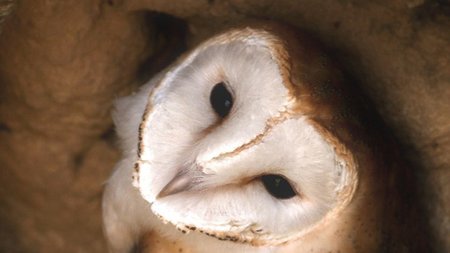 ανθρωποπουλια