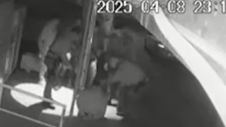 cats_n1q1yVo.width-750