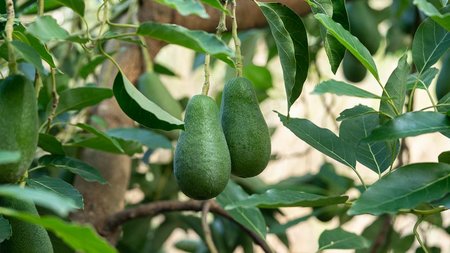 mistikakipou_avocado_kalliergeia