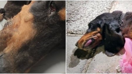 collage_u7wWgr9.width-750