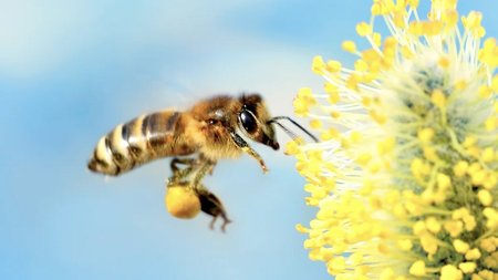 bee