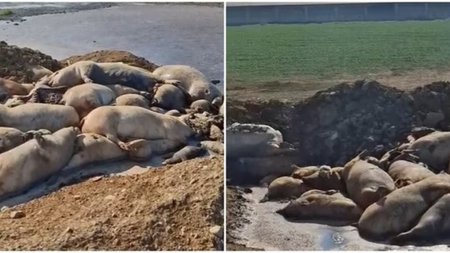 page_pQvEBxG.width-750