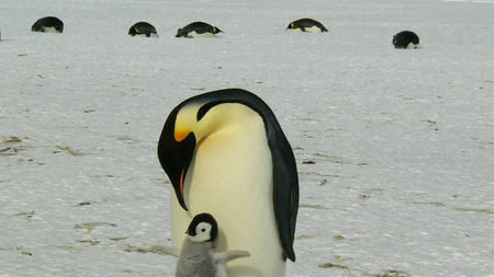 penguins (1)